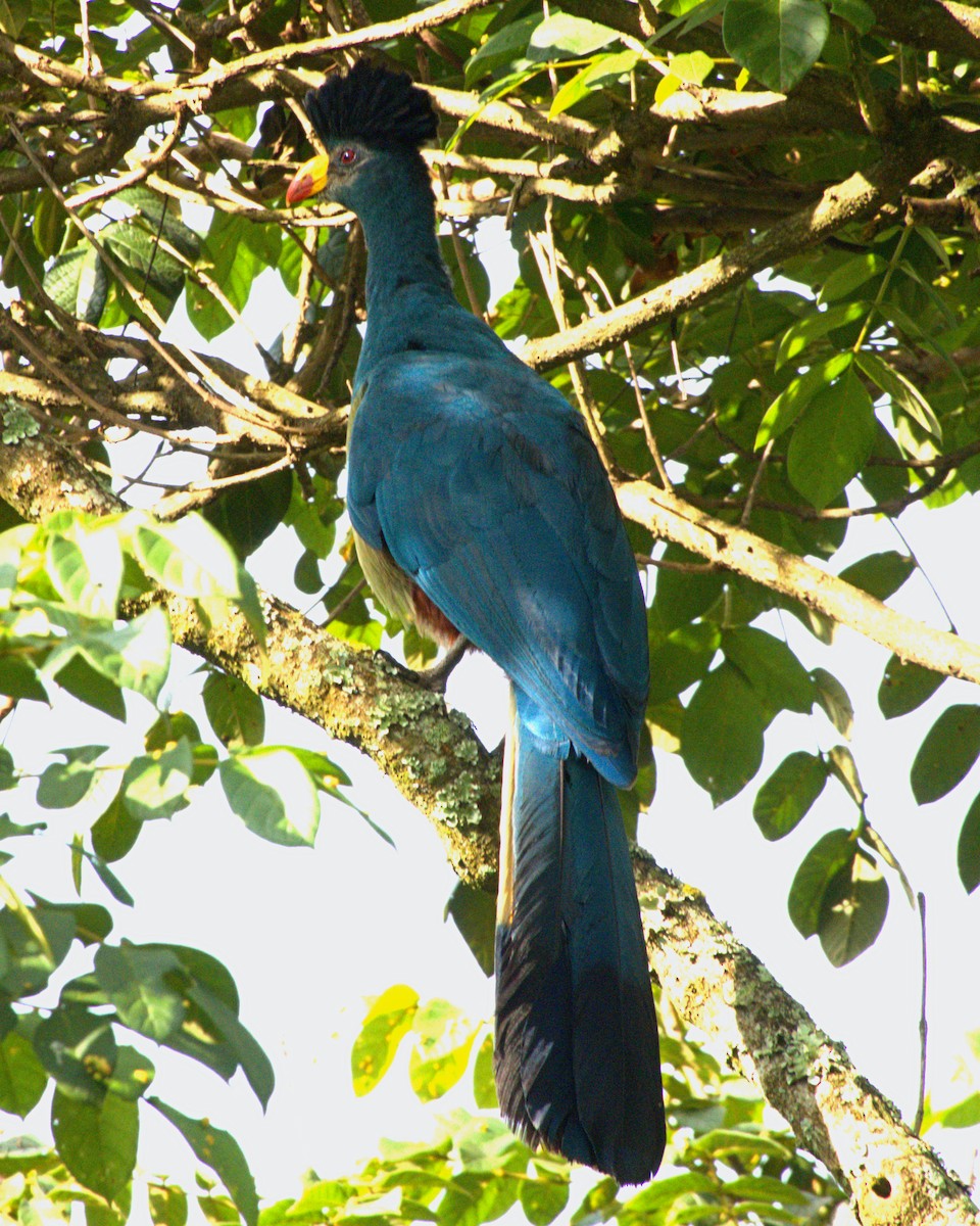 Great Blue Turaco - ML627743229