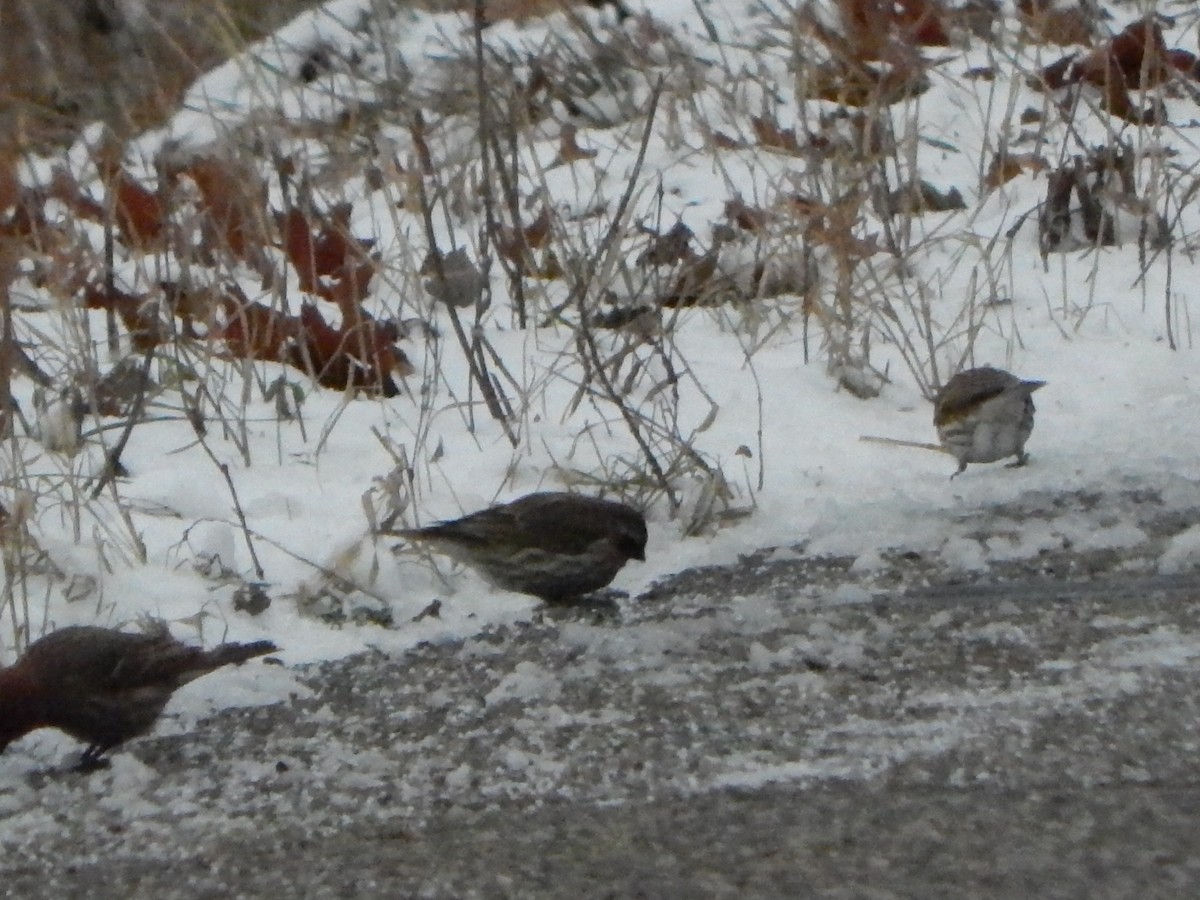 Purpurgimpel - ML627743261