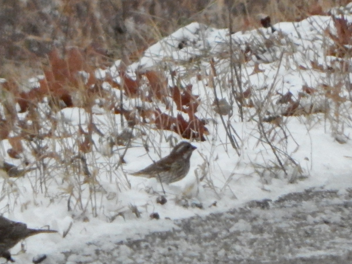 Purpurgimpel - ML627743262