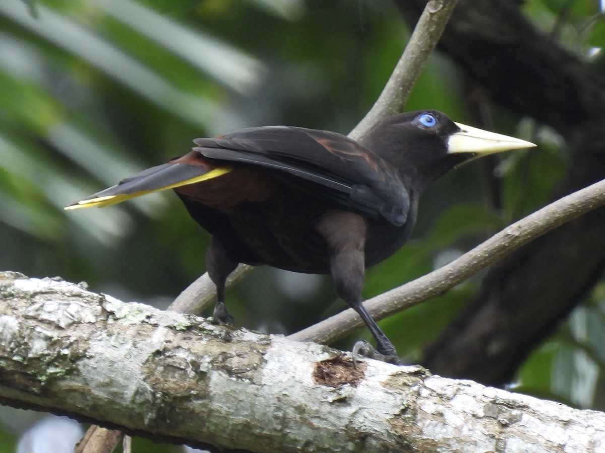 Crested Oropendola - ML627743291