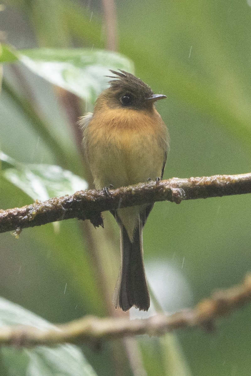 Tufted Flycatcher - ML627743295