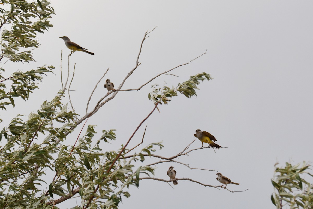 Lark Sparrow - ML62774341