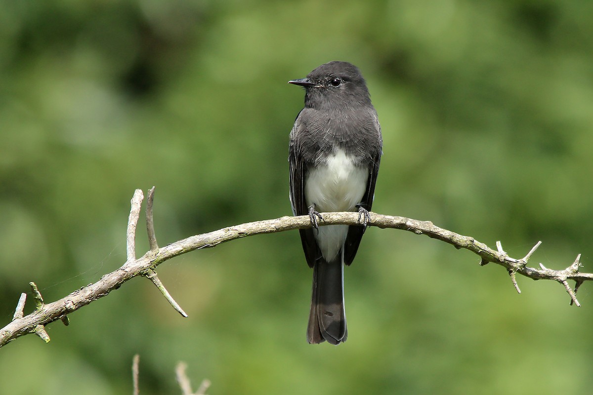Black Phoebe - ML627743483