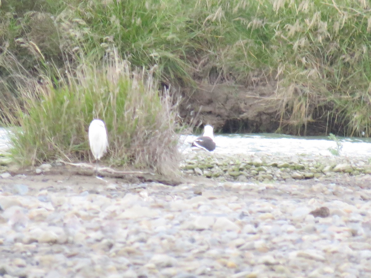 Little Egret (Australasian) - ML627743494