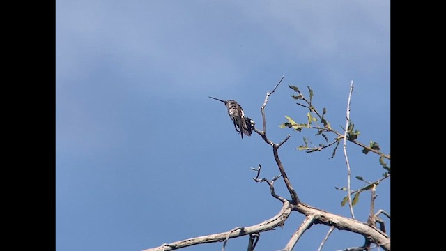 Plain-capped Starthroat - ML627743526