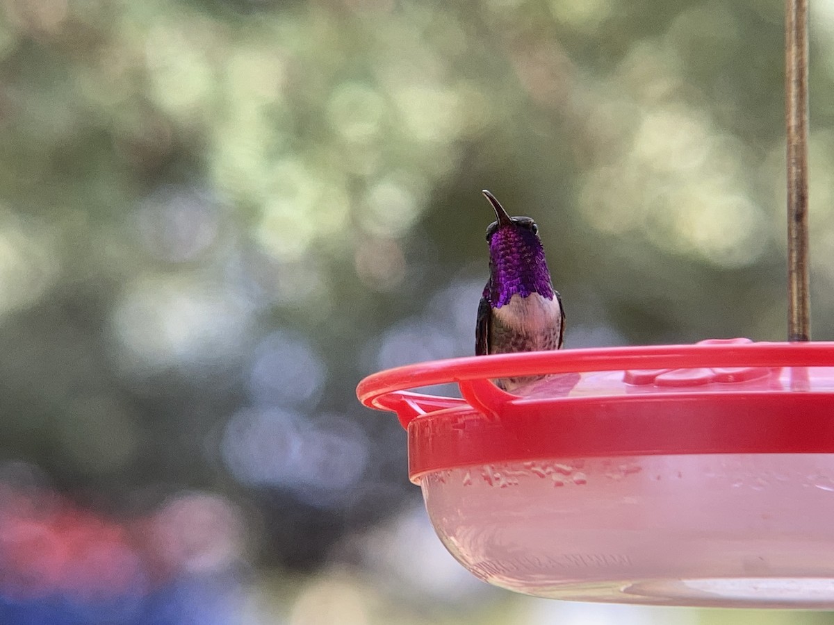 Lucifer Hummingbird - ML627743547