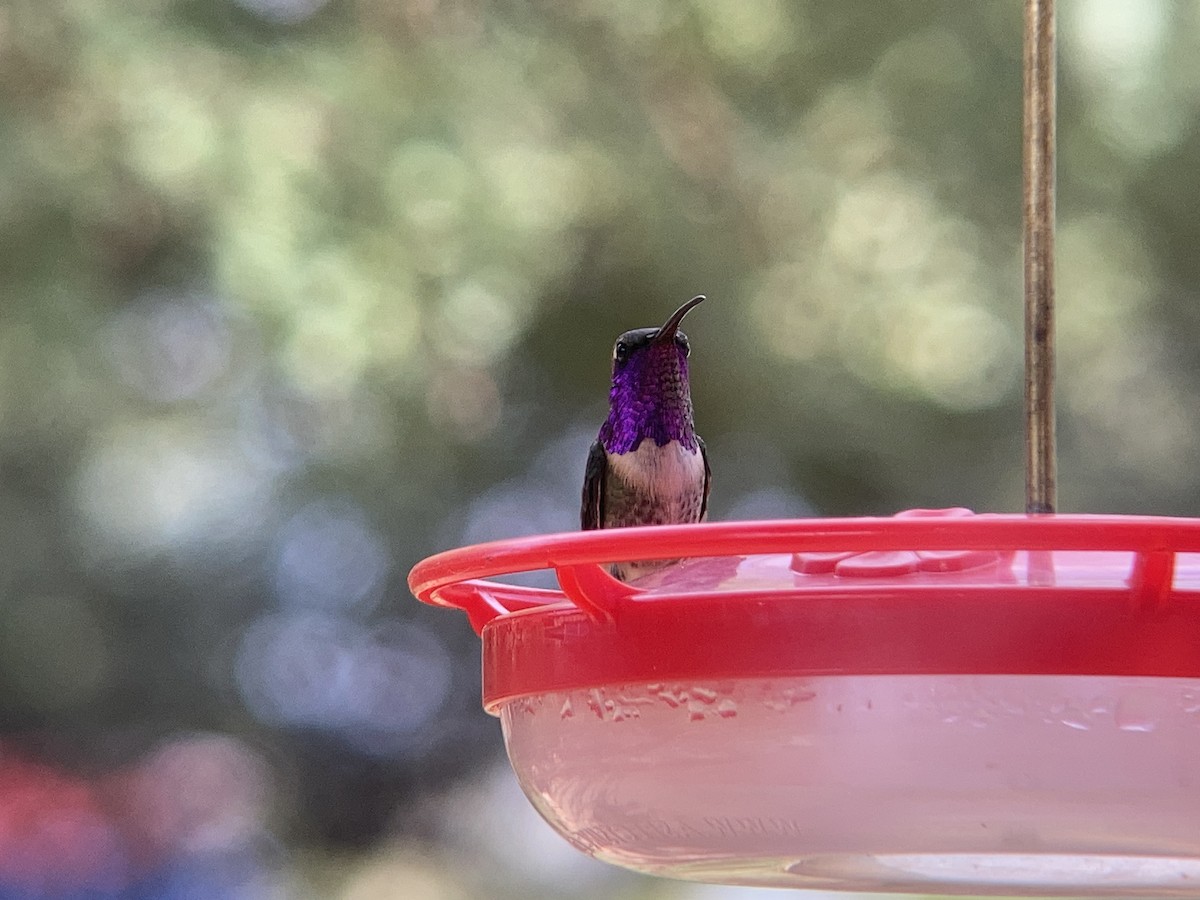 Lucifer Hummingbird - ML627743548