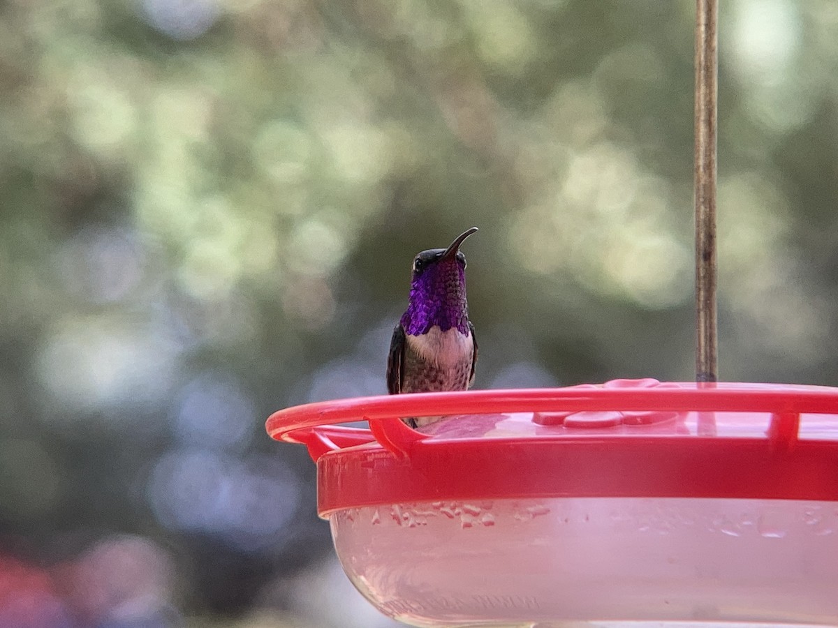 Lucifer Hummingbird - ML627743549