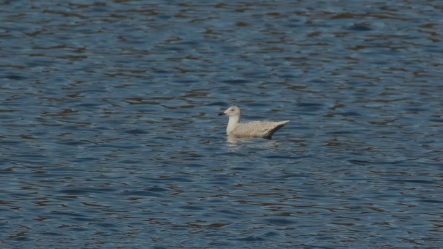Glaucous-winged Gull - ML627743600