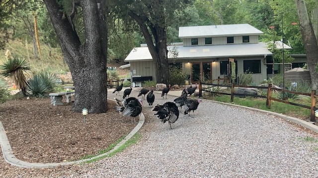 Wild Turkey - ML627743613