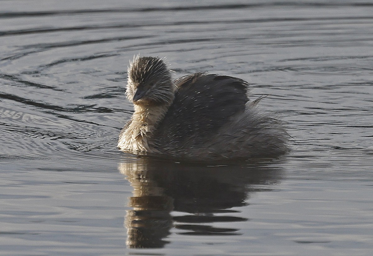 Hoary-headed Grebe - ML627743720