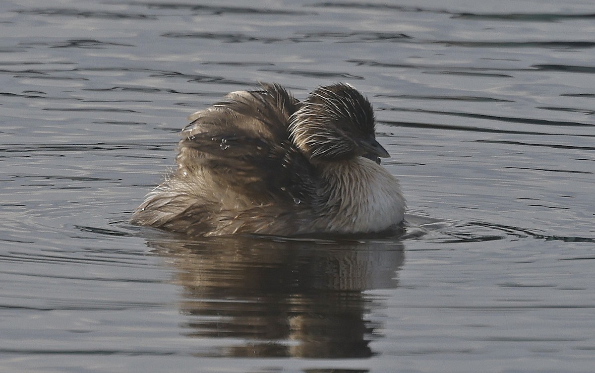 Hoary-headed Grebe - ML627743721