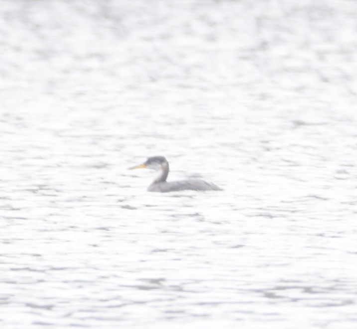 Red-necked Grebe - ML627743760