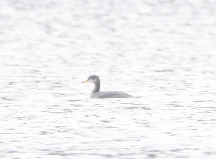 Red-necked Grebe - ML627743761