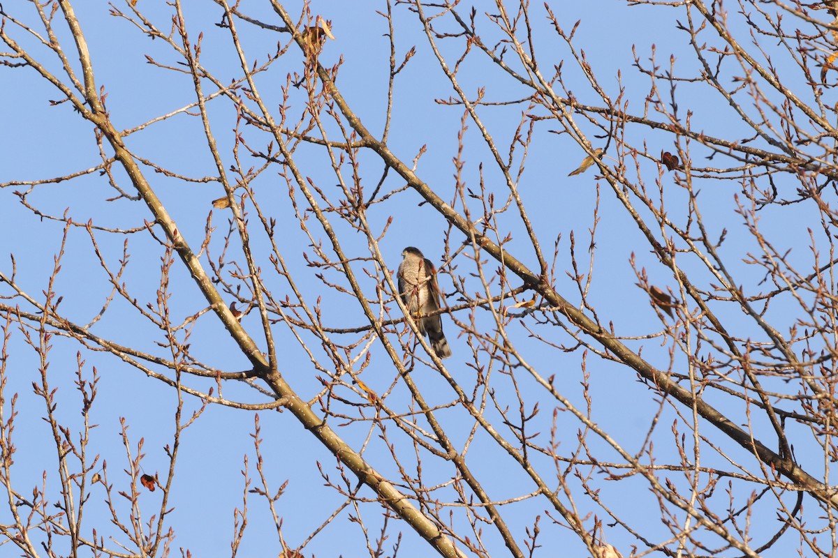 Cooper's Hawk - ML627743777