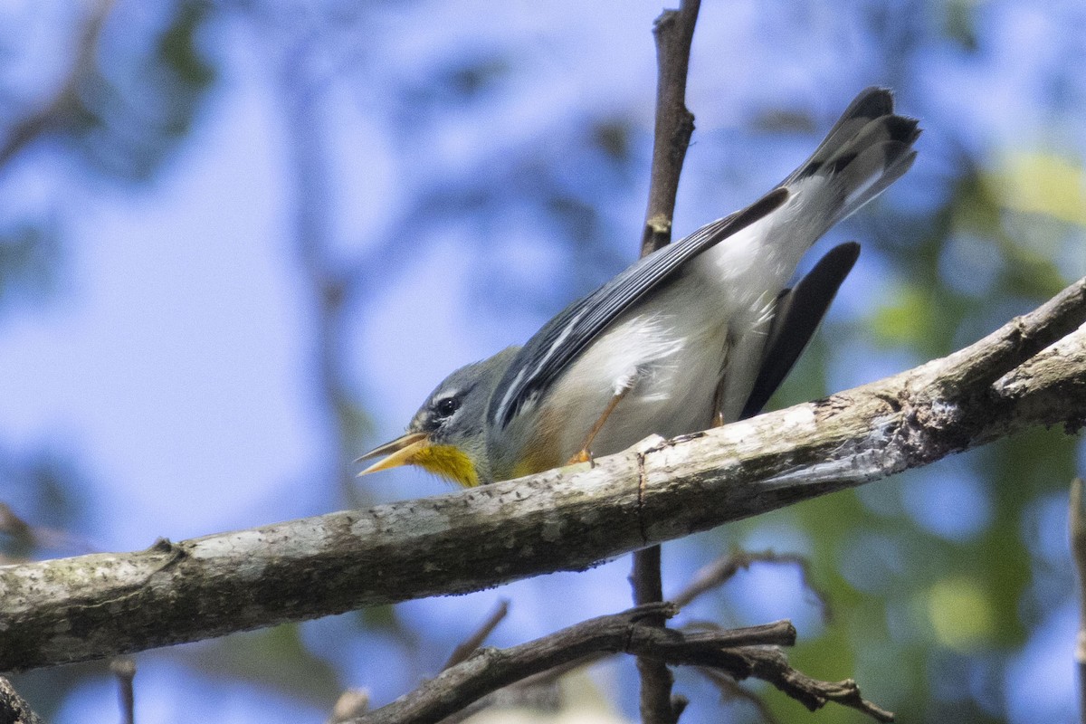 Northern Parula - ML627743909