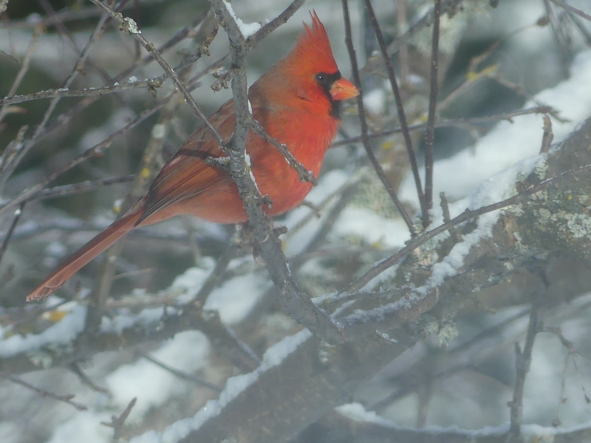 Northern Cardinal - ML627743929