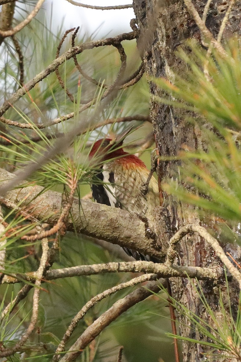 Red-breasted Sapsucker - ML627743969
