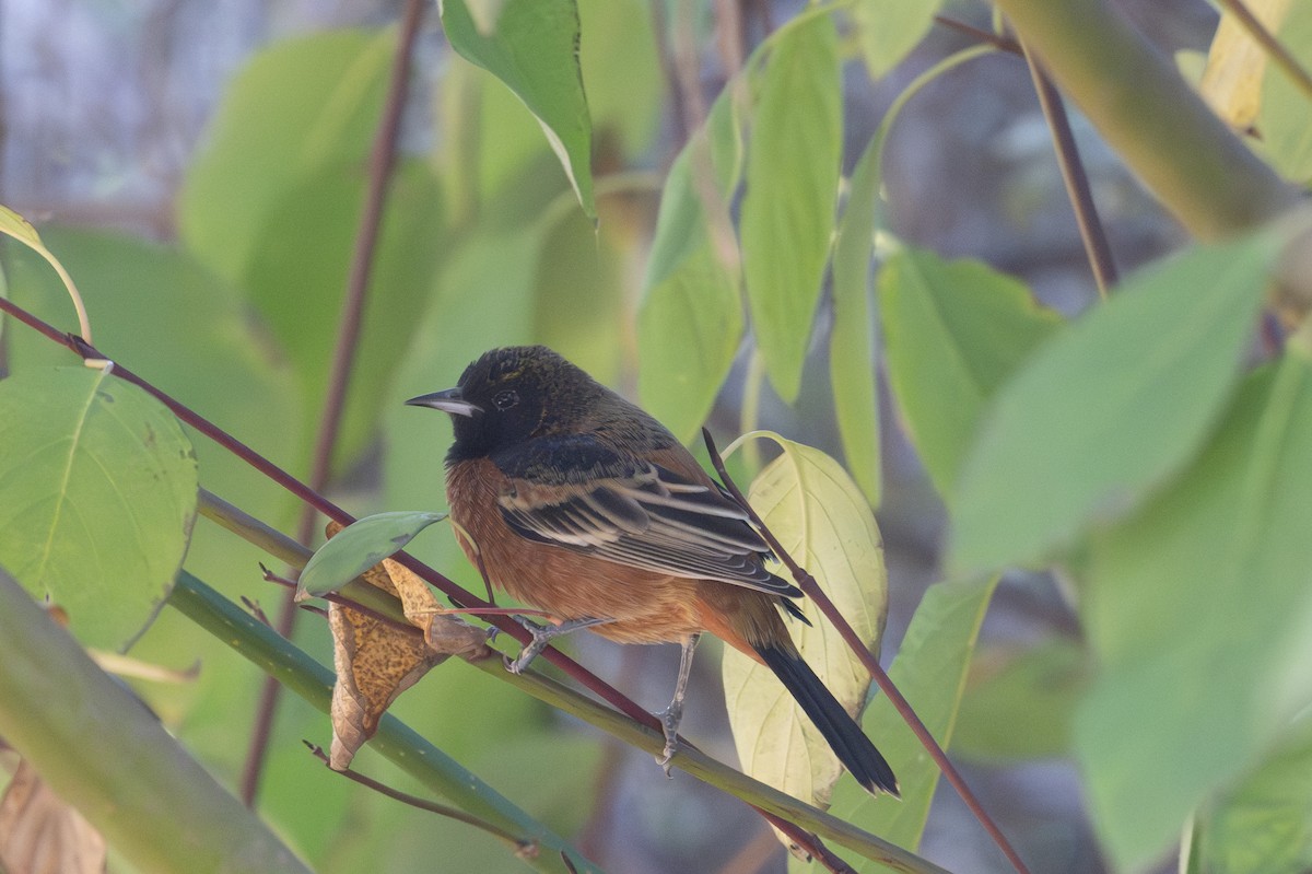 Orchard Oriole - ML627744244