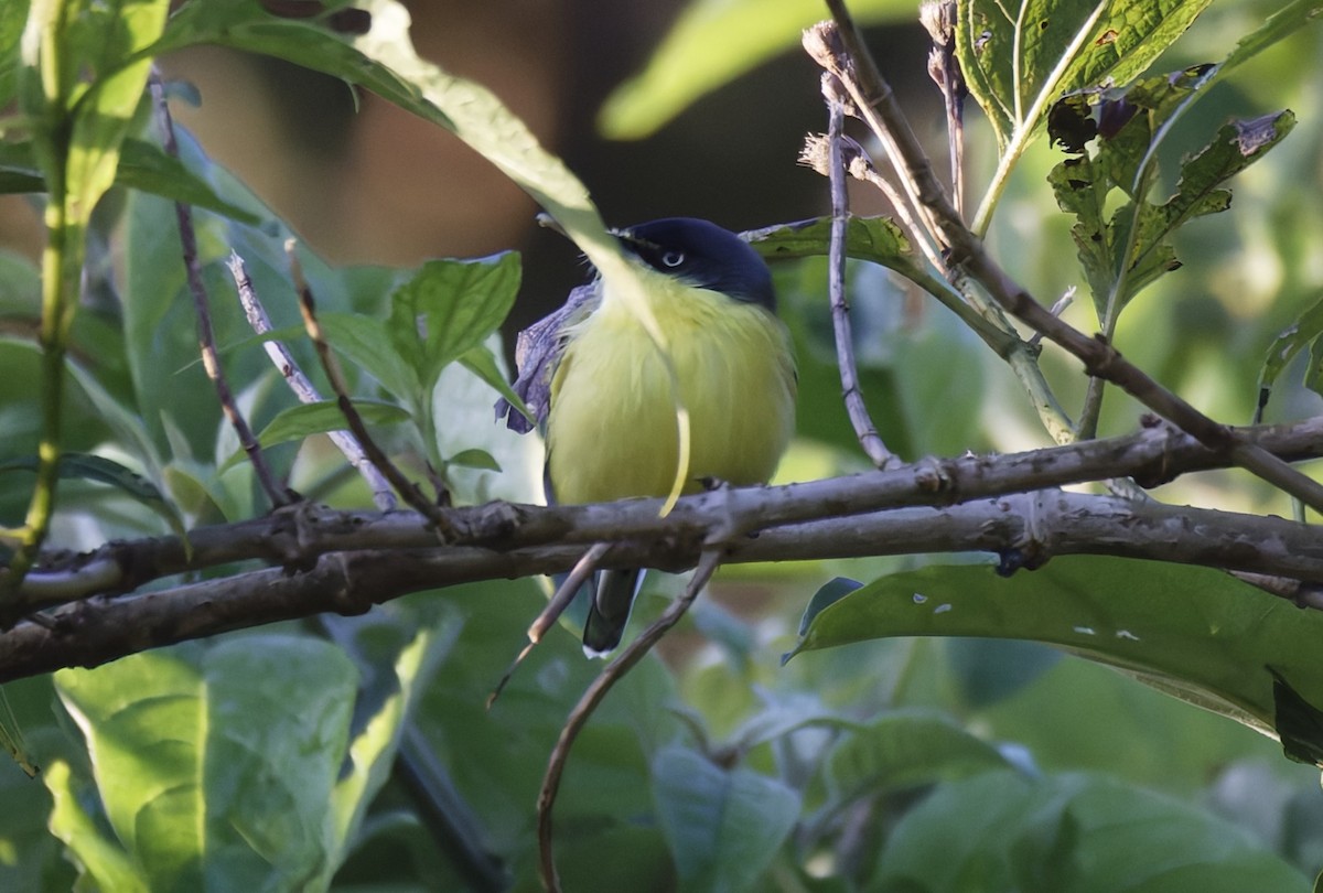 Common Tody-Flycatcher - ML627744279