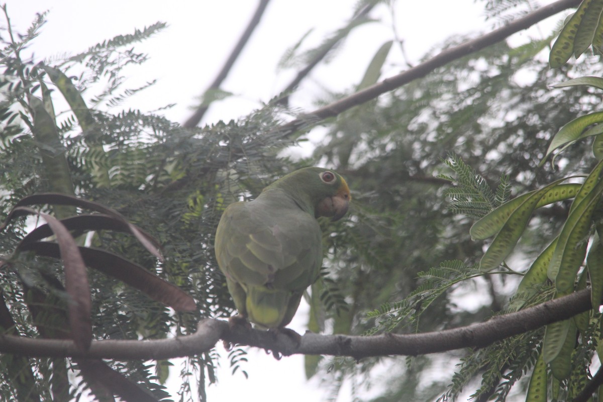 Yellow-crowned Amazon - ML627744287