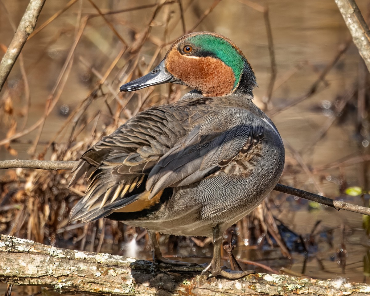 Green-winged Teal - ML627744309