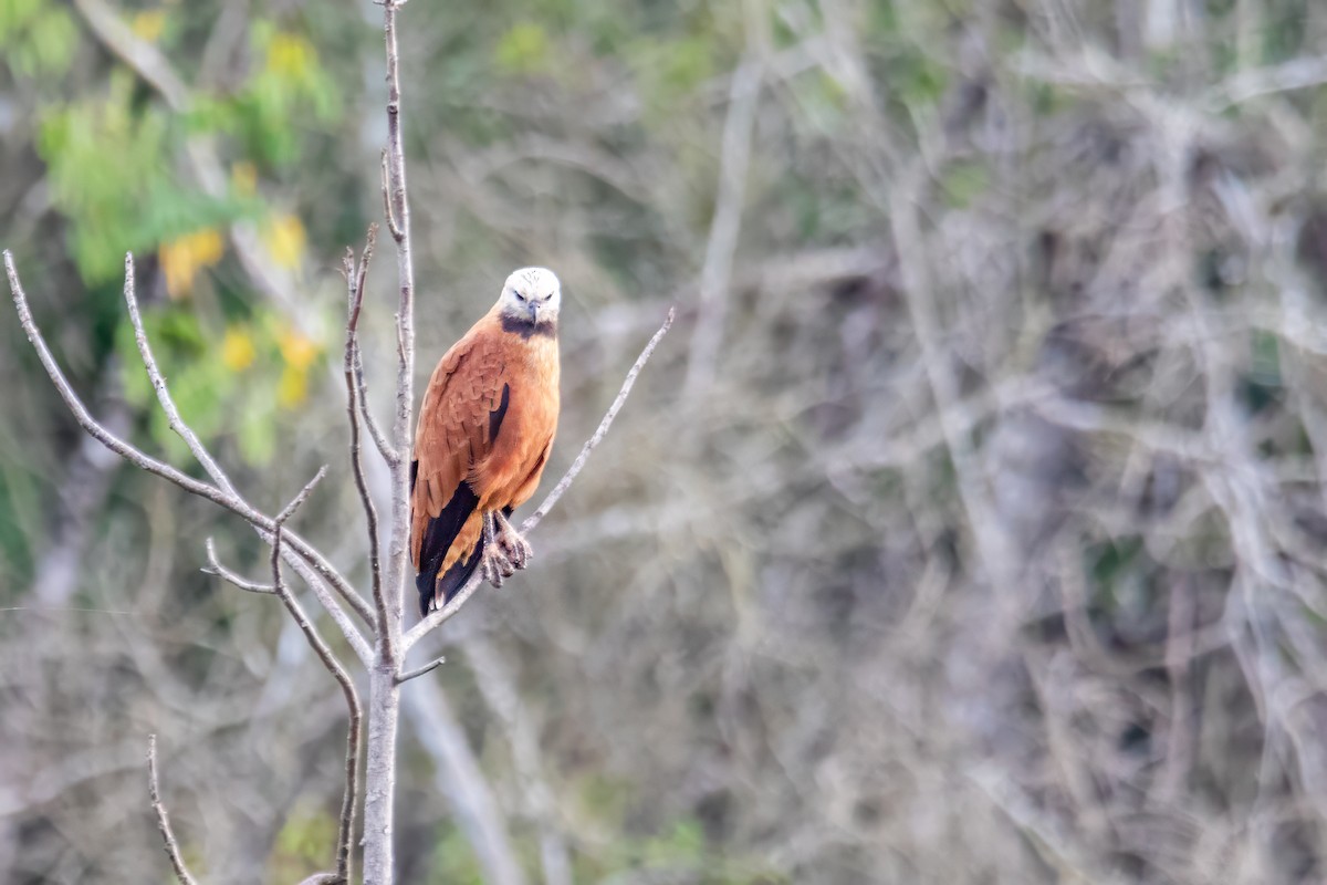 Black-collared Hawk - ML627744378