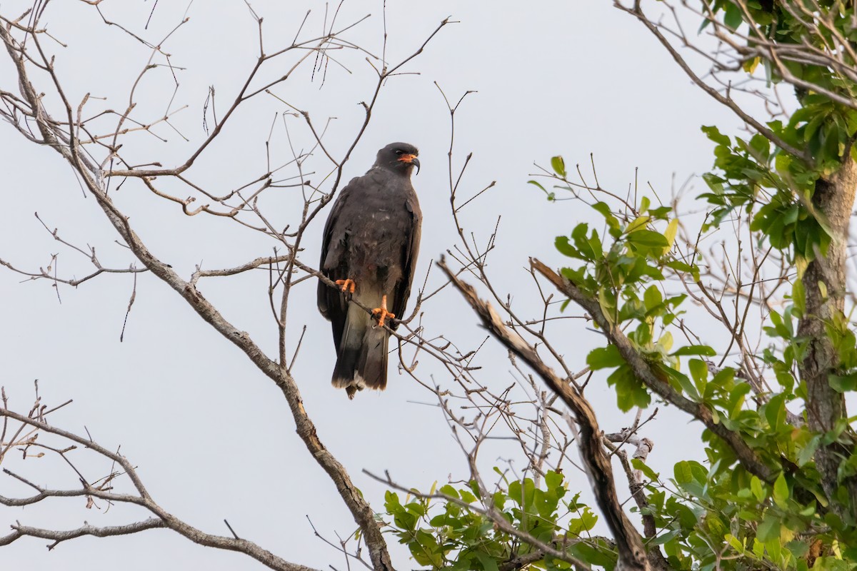 Snail Kite - ML627744423