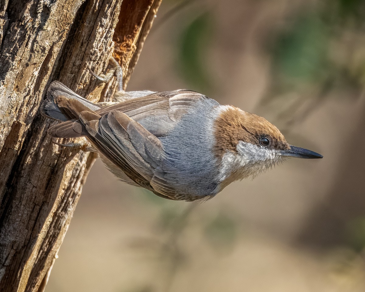 Brown-headed Nuthatch - ML627744480