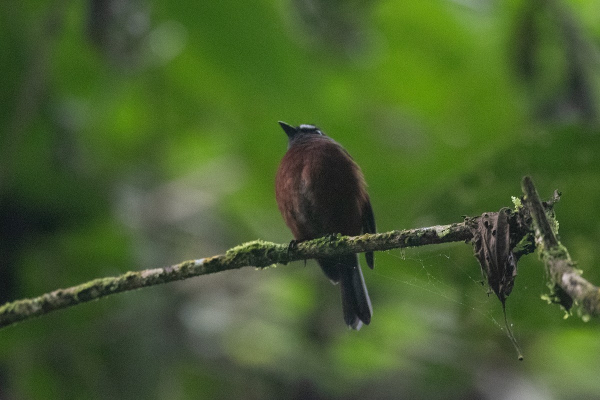 Chestnut-bellied Chat-Tyrant - ML627744555