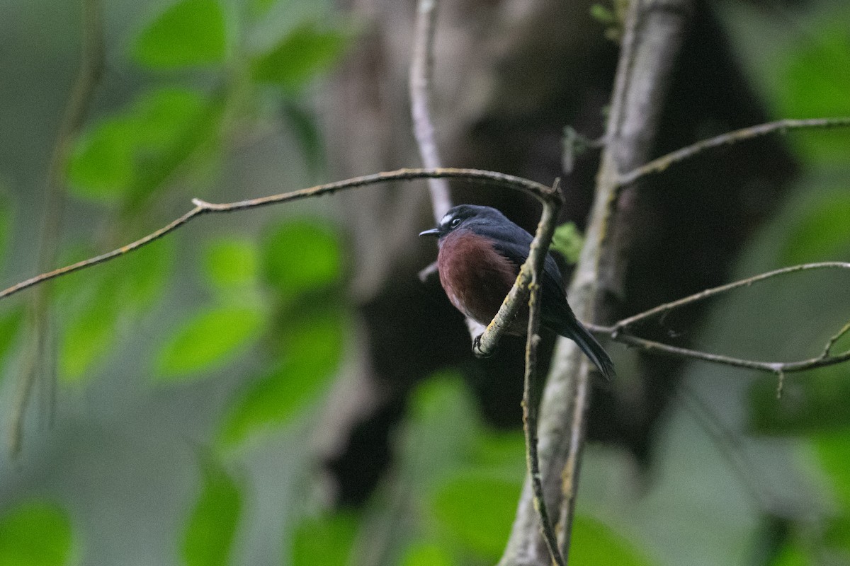 Chestnut-bellied Chat-Tyrant - ML627744556