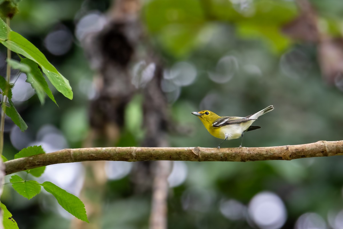 Yellow-throated Vireo - ML627744568