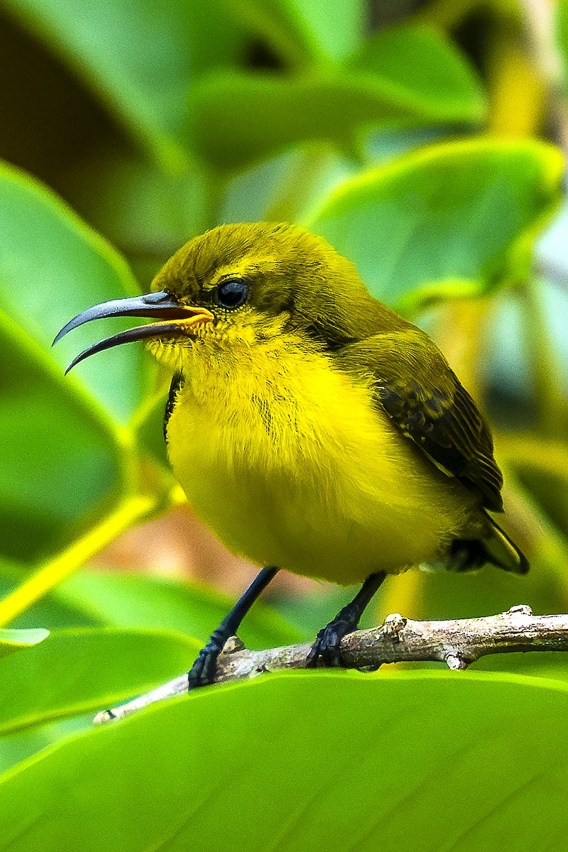 South Moluccan Sunbird - ML627744577