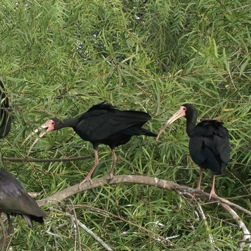 Bare-faced Ibis - ML627744730