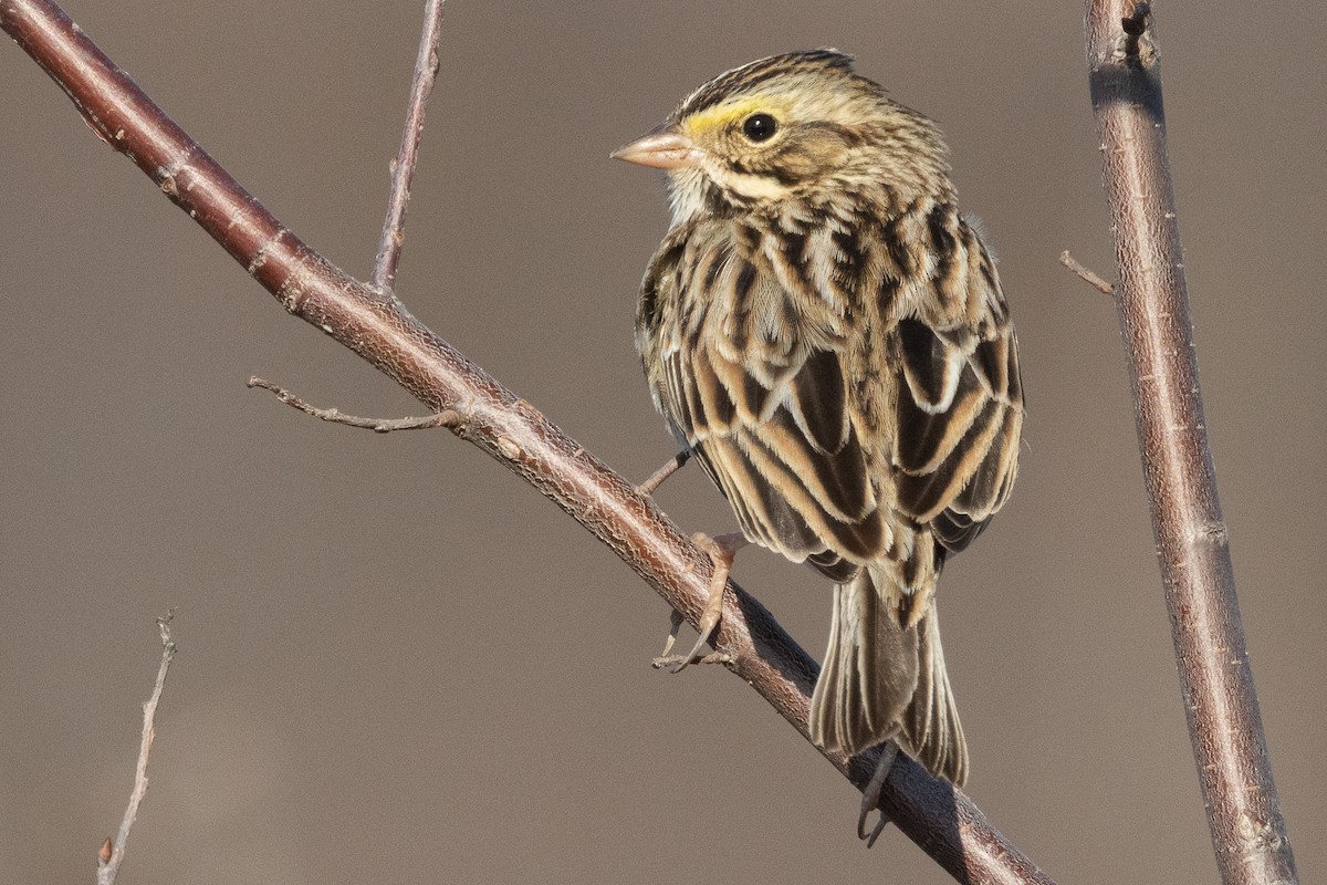 Savannah Sparrow - Scott France