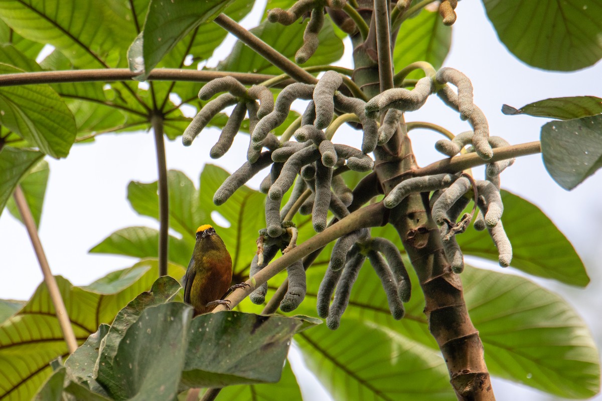 Olive-backed Euphonia - ML627744779