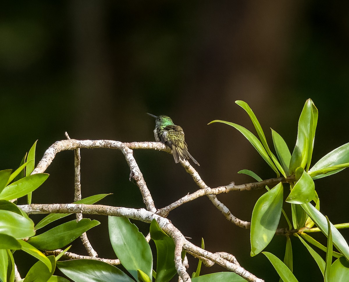 Mangrov Kolibri - ML627744781