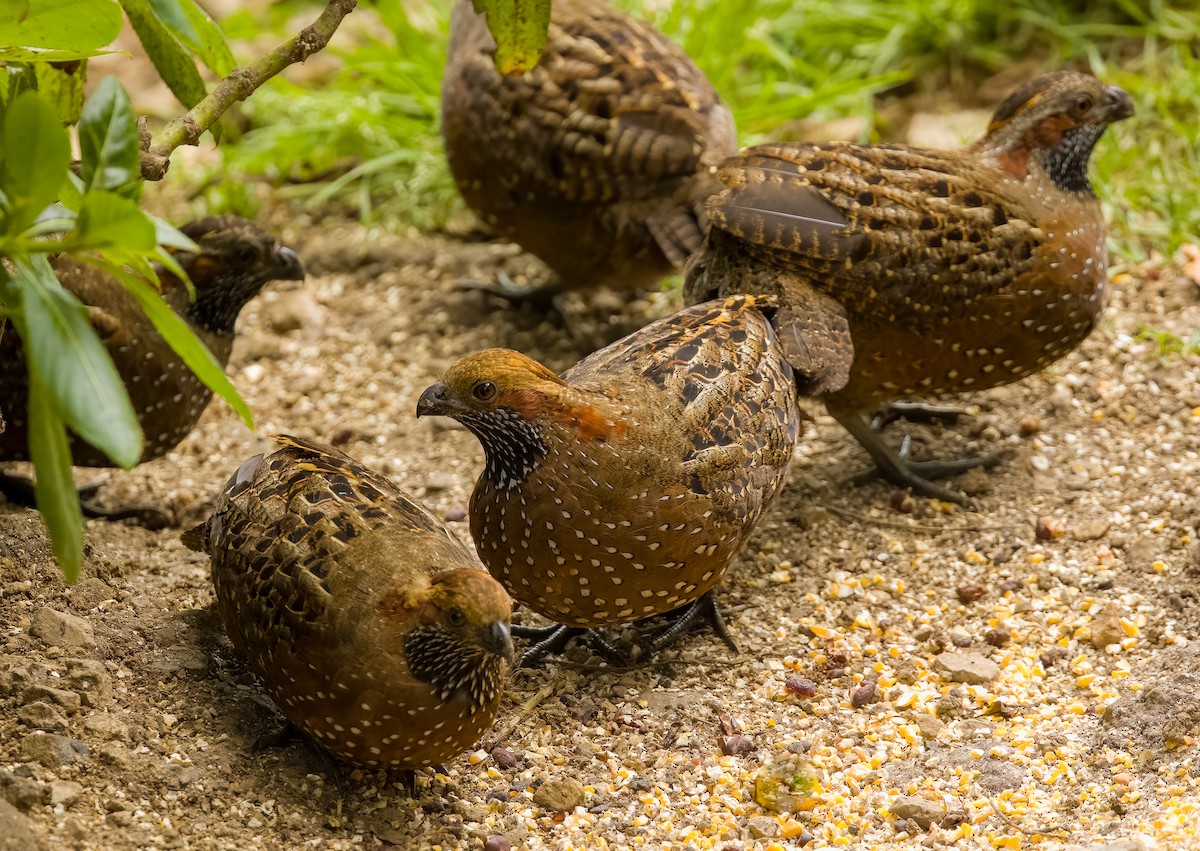 Spotted Wood-Quail - ML627744808