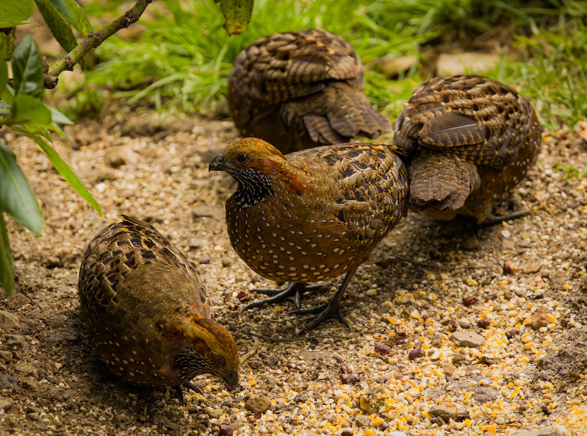 Spotted Wood-Quail - ML627744809