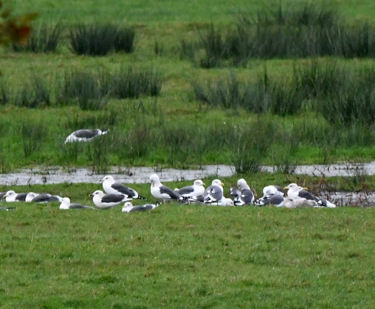 Lesser Black-backed Gull - ML627744816