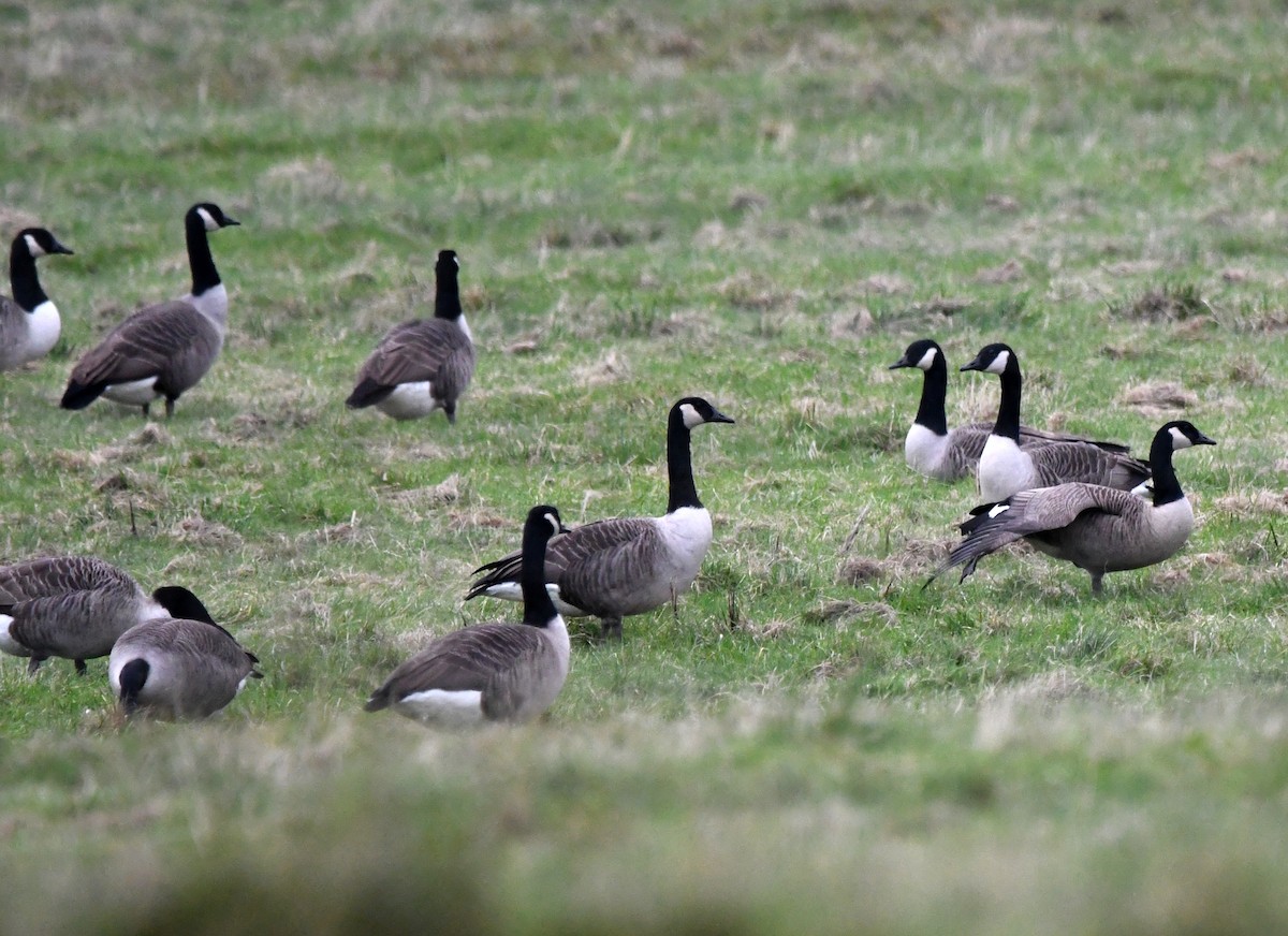 Canada Goose - ML627744819