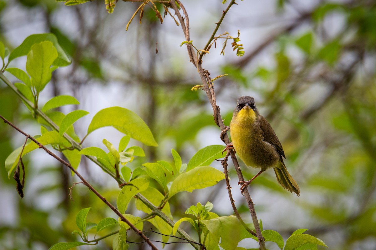 Gray-crowned Yellowthroat - ML627744905