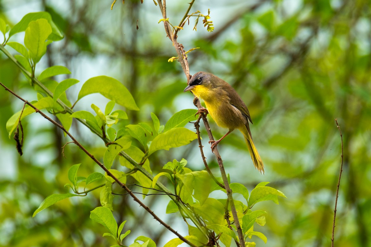 Gray-crowned Yellowthroat - ML627744906