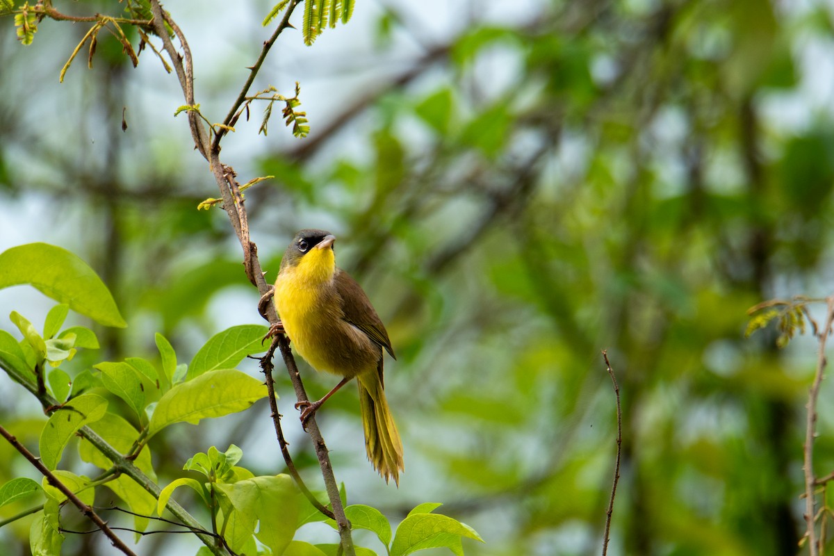 Gray-crowned Yellowthroat - ML627744907