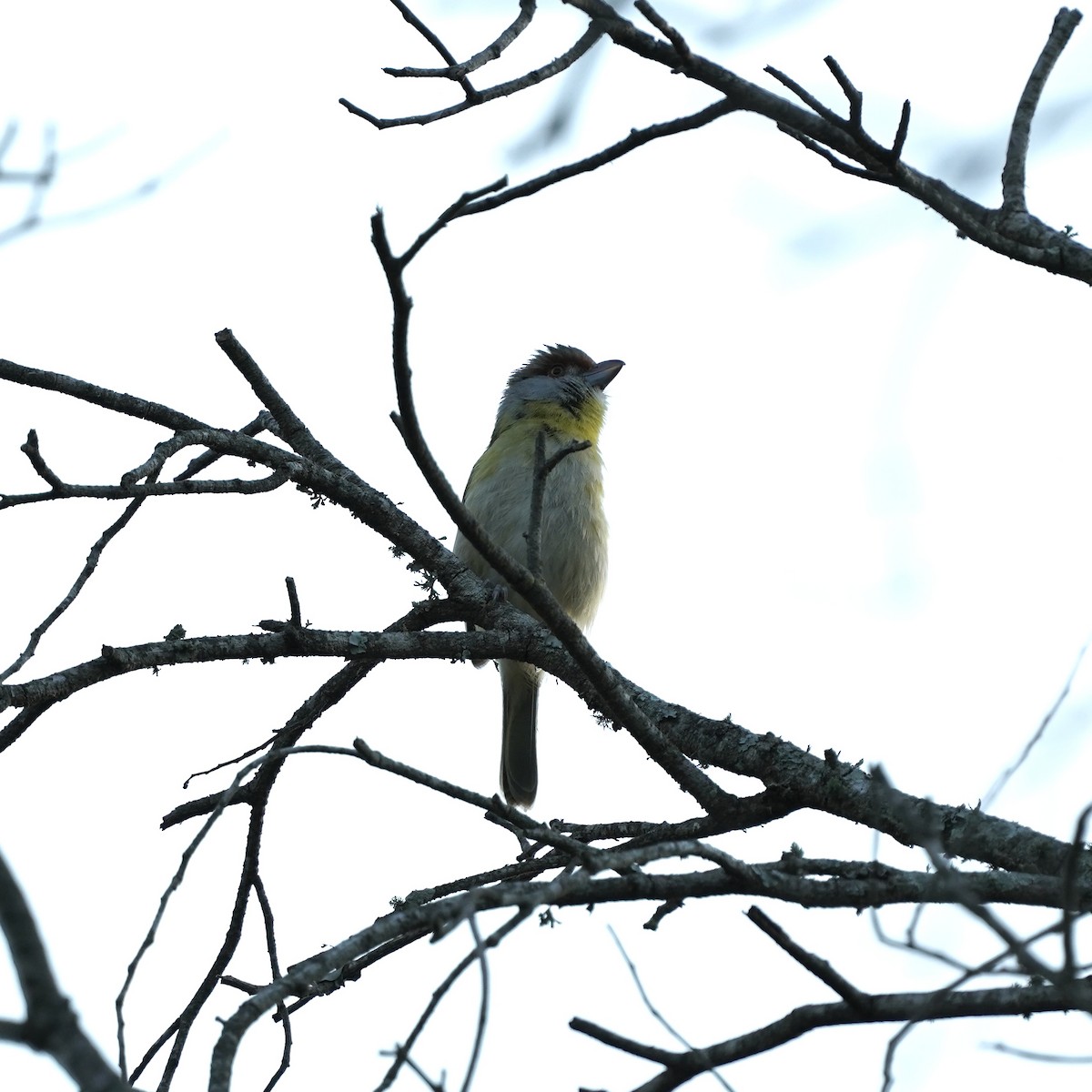 Rufous-browed Peppershrike - ML627744910