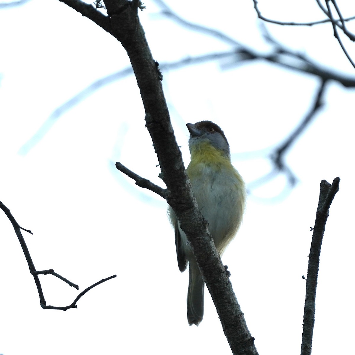 Rufous-browed Peppershrike - ML627744911