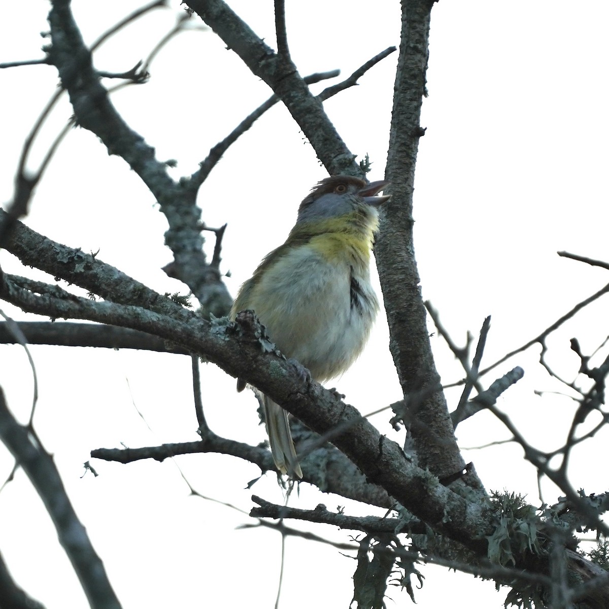 Rufous-browed Peppershrike - ML627744913