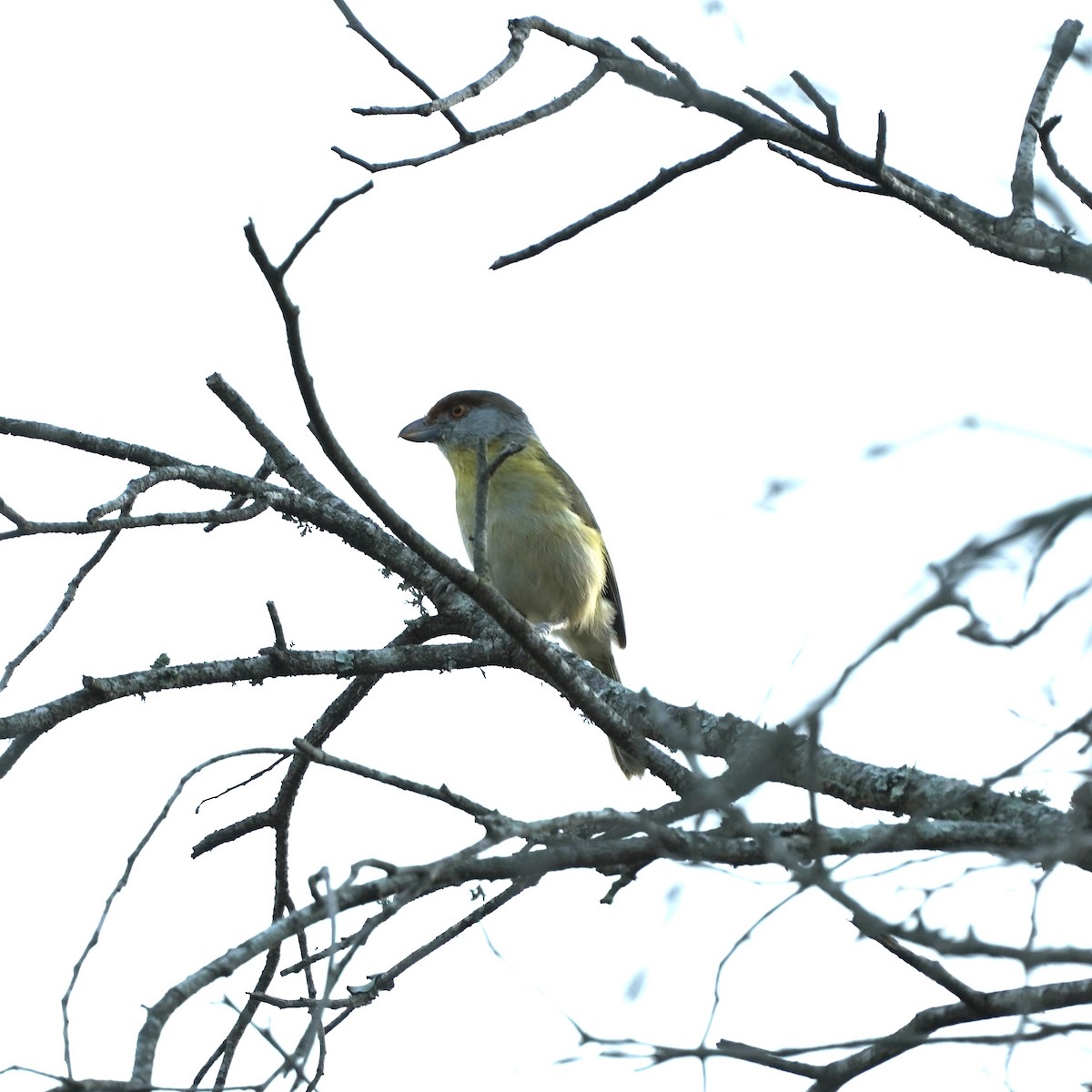 Rufous-browed Peppershrike - ML627744914