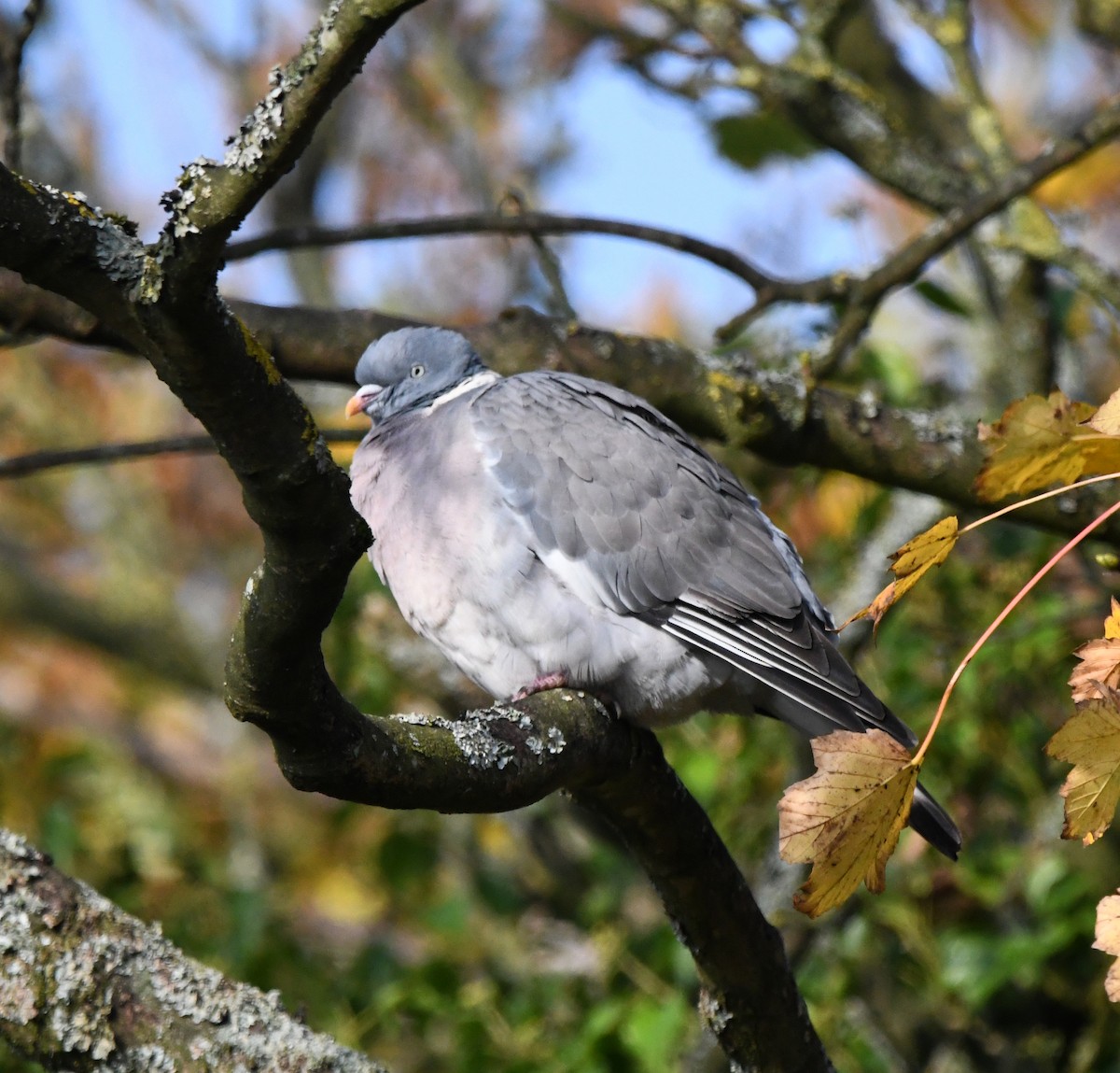 Common Wood-Pigeon (White-necked) - ML627744924