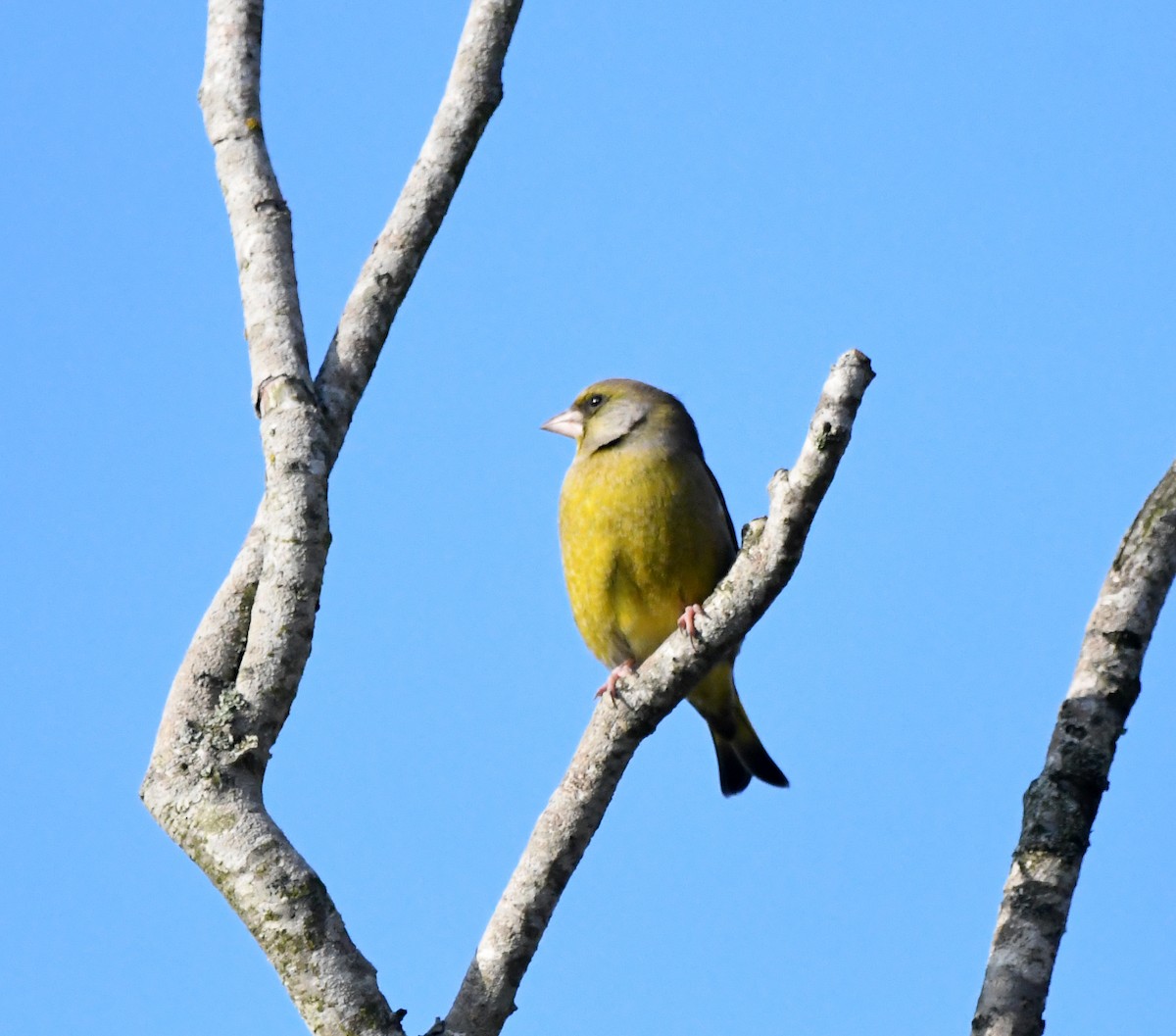 European Greenfinch - ML627744938